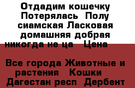 Отдадим кошечку.Потерялась. Полу сиамская.Ласковая,домашняя,добрая,никогда не ца › Цена ­ 1 - Все города Животные и растения » Кошки   . Дагестан респ.,Дербент г.